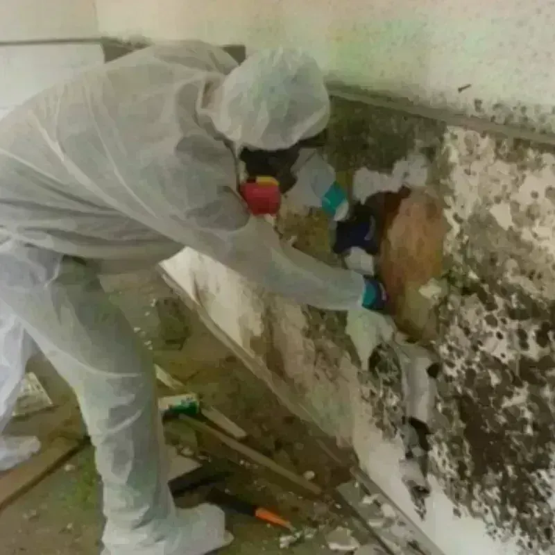 Mold Remediation and Removal in Greeley, CO